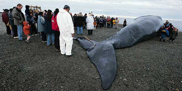 whale hunting data. a Bowhead whale hunt,