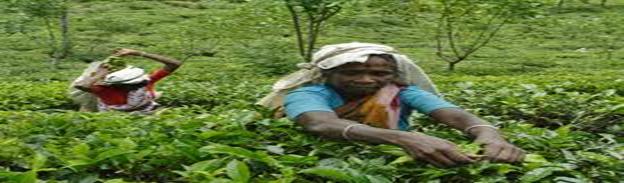 Image result for tea plantation