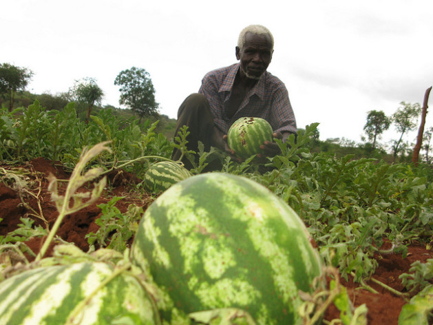 Many farmers will be forced to adapt to a changing climate. Geoffrey Ndung'u, from Kanyonga village in semi-arid Eastern Kenya, earns a living growing watermelons on his dry land. Credit: Isaiah Esipisu/IPS